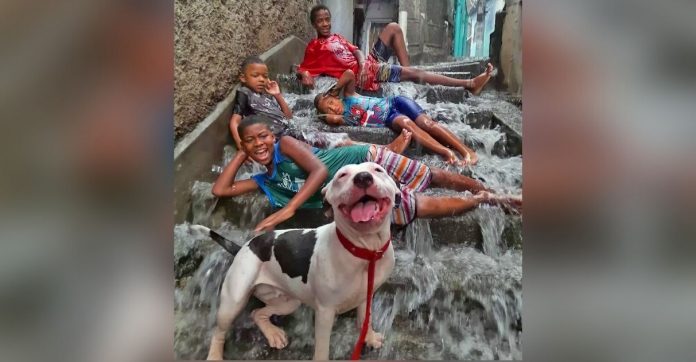 Foto de crianças na chuva e cãozinho sorrindo em comunidade do Rio viraliza: ‘Todo mundo feliz’