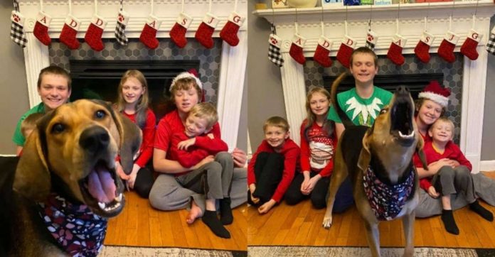 Cachorrinha pula na frente de toda foto que sua mãe adotiva tira durante o Natal