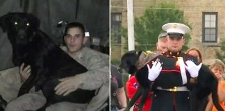 Cachorro da Marinha com câncer terminal recebe homenagem em cerimônia comovente [VIDEO]