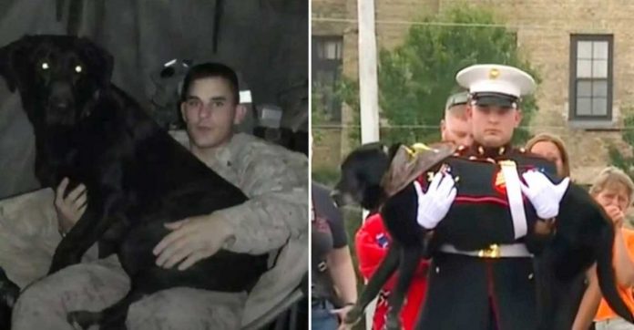 Cachorro da Marinha com câncer terminal recebe homenagem em cerimônia comovente [VIDEO]