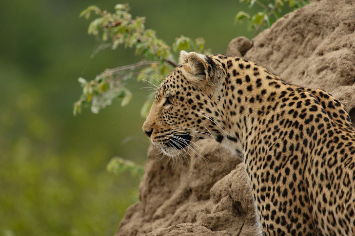 agrandeartedeserfeliz.com - Com as próprias mãos, mãe luta contra leopardo que capturou seu bebê em aldeia da Índia