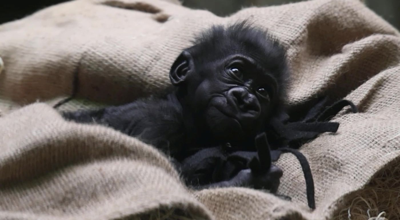 agrandeartedeserfeliz.com - Em vídeo adorável, bebê gorila nascido prematuramente se reúne pela 1ª vez com sua família; assista