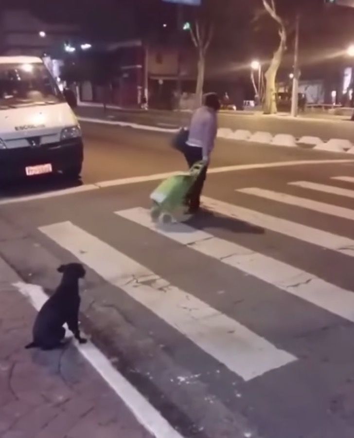 agrandeartedeserfeliz.com - Exemplo: Cachorrinho de rua espera o semáforo ficar verde para atravessar a rua [VIDEO]