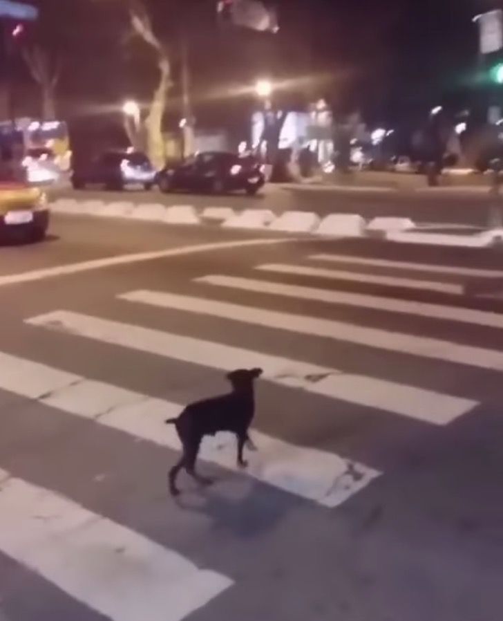 agrandeartedeserfeliz.com - Exemplo: Cachorrinho de rua espera o semáforo ficar verde para atravessar a rua [VIDEO]