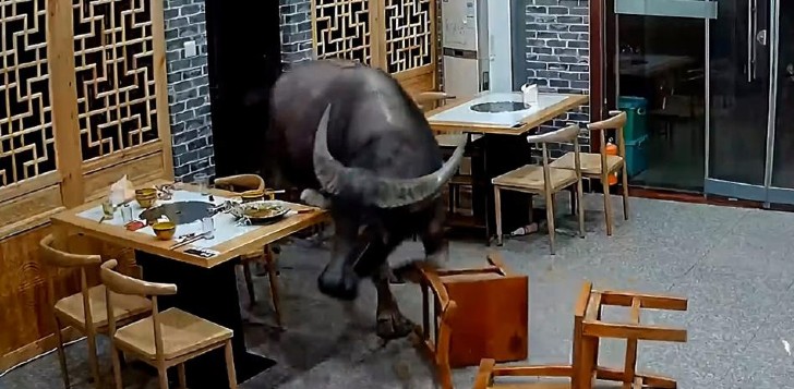 agrandeartedeserfeliz.com - Touro escapa de açougue e busca refúgio em restaurante na China [VIDEO]