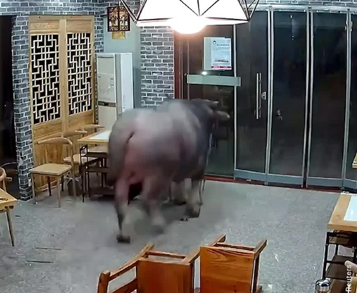 agrandeartedeserfeliz.com - Touro escapa de açougue e busca refúgio em restaurante na China [VIDEO]