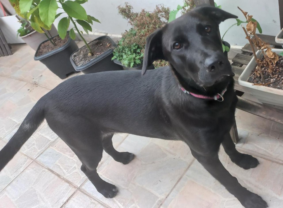 agrandeartedeserfeliz.com - Família de SP adota cachorrinha abandonada com pedido de desculpas em bilhete