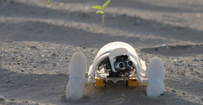 Estudante de Design cria robô autônomo que percorre desertos plantando sementes