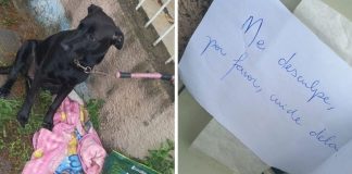 Família de SP adota cachorrinha abandonada com pedido de desculpas em bilhete