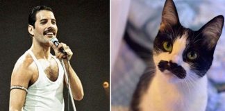 Gato adotivo com bigode “idêntico” ao de Freddie Mercury viraliza nas redes; veja fotos