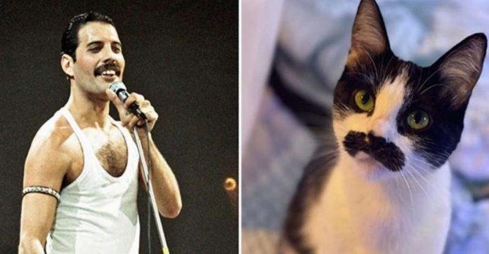 Gato adotivo com bigode “idêntico” ao de Freddie Mercury viraliza nas redes; veja fotos