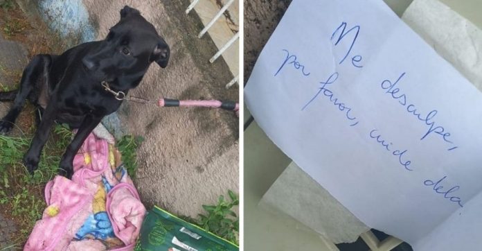 Família de SP adota cachorrinha abandonada com pedido de desculpas em bilhete