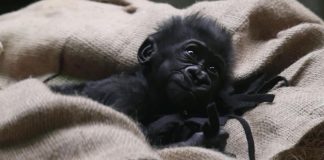 Em vídeo adorável, bebê gorila nascido prematuramente se reúne pela 1ª vez com sua família; assista