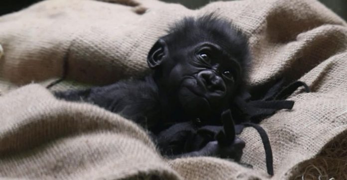 Em vídeo adorável, bebê gorila nascido prematuramente se reúne pela 1ª vez com sua família; assista