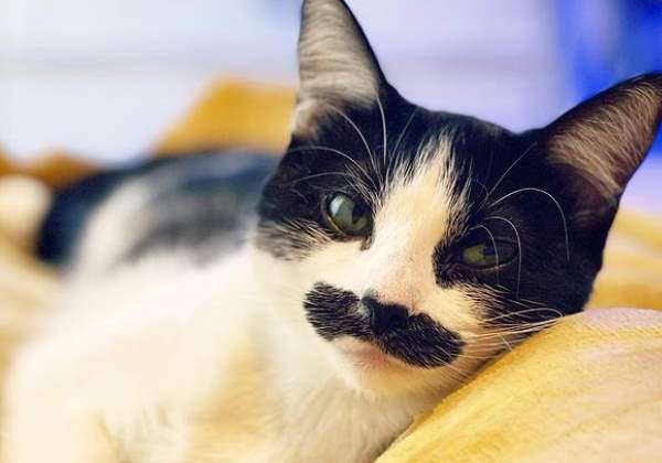 agrandeartedeserfeliz.com - Gato adotivo com bigode "idêntico" ao de Freddie Mercury viraliza nas redes; veja fotos