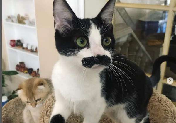 agrandeartedeserfeliz.com - Gato adotivo com bigode "idêntico" ao de Freddie Mercury viraliza nas redes; veja fotos