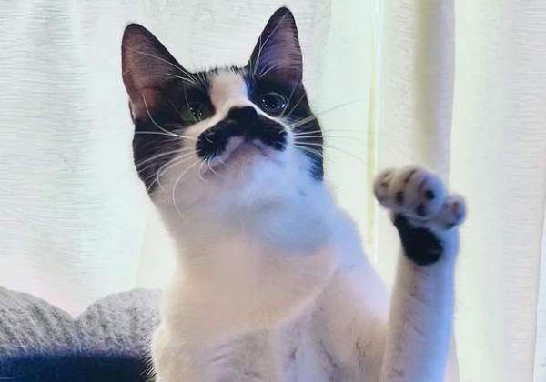 agrandeartedeserfeliz.com - Gato adotivo com bigode "idêntico" ao de Freddie Mercury viraliza nas redes; veja fotos