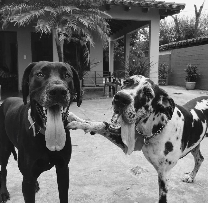 agrandeartedeserfeliz.com - Cachorrinho leal permanece visitando o túmulo de seu melhor amigo mesmo após sua morte