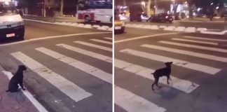 Exemplo: Cachorrinho de rua espera o semáforo ficar verde para atravessar a rua [VIDEO]