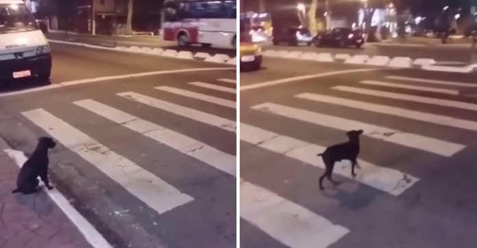 Exemplo: Cachorrinho de rua espera o semáforo ficar verde para atravessar a rua [VIDEO]