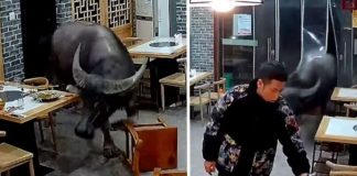 Touro escapa de açougue e busca refúgio em restaurante na China [VIDEO]