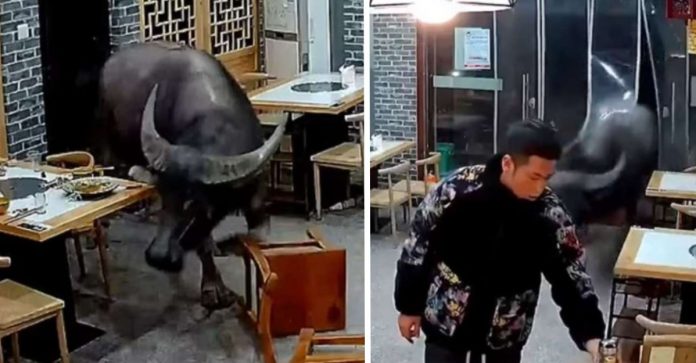 Touro escapa de açougue e busca refúgio em restaurante na China [VIDEO]