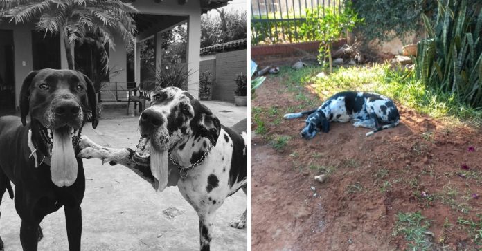 Cachorrinho leal permanece visitando o túmulo de seu melhor amigo mesmo após sua morte