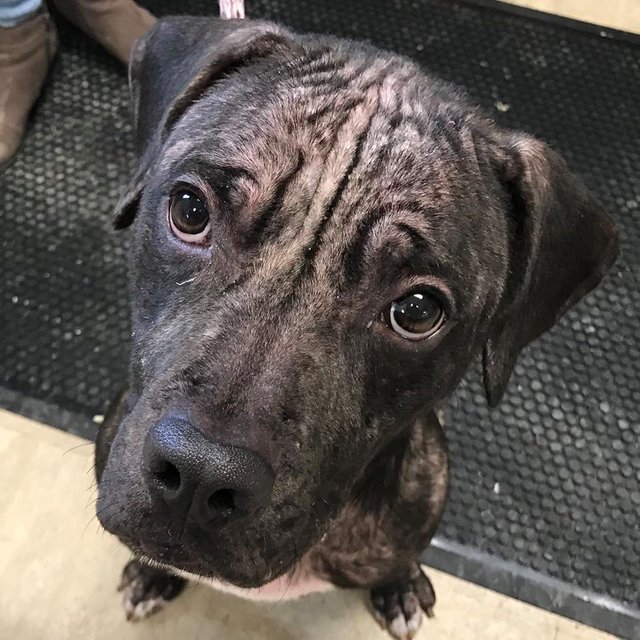 agrandeartedeserfeliz.com - Família adota cachorrinha que foi abandonada em noite congelante: 'Apareceu na porta da nossa casa'