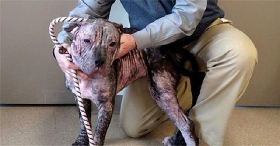 agrandeartedeserfeliz.com - Família adota cachorrinha que foi abandonada em noite congelante: 'Apareceu na porta da nossa casa'