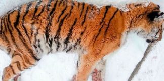 Dor excruciante leva um tigre faminto para fora de seu habitat implorando por ajuda humana