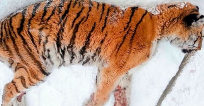 Dor excruciante leva um tigre faminto para fora de seu habitat implorando por ajuda humana