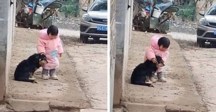 [VIDEO] Menina de 2 anos cobre orelha de cãozinho afim de protegê-lo do barulho de fogos de artifício