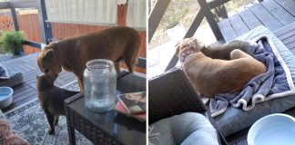 Cachorrinha idosa se torna melhor amiga de gata de rua que apareceu em sua casa