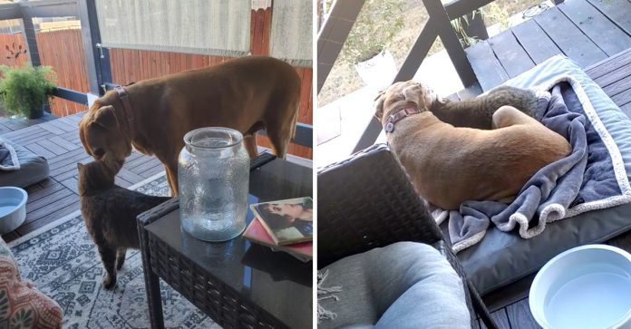 Cachorrinha idosa se torna melhor amiga de gata de rua que apareceu em sua casa