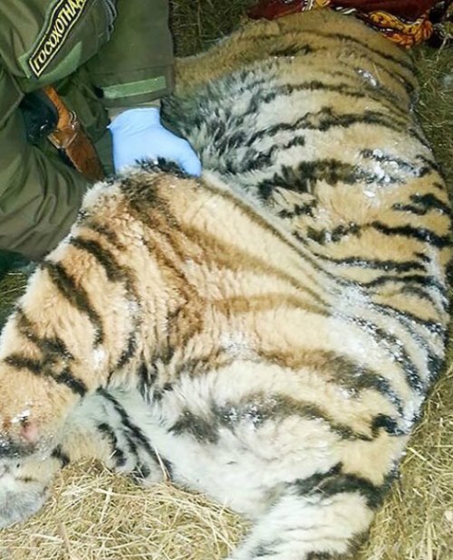 agrandeartedeserfeliz.com - Dor excruciante leva um tigre faminto para fora de seu habitat implorando por ajuda humana