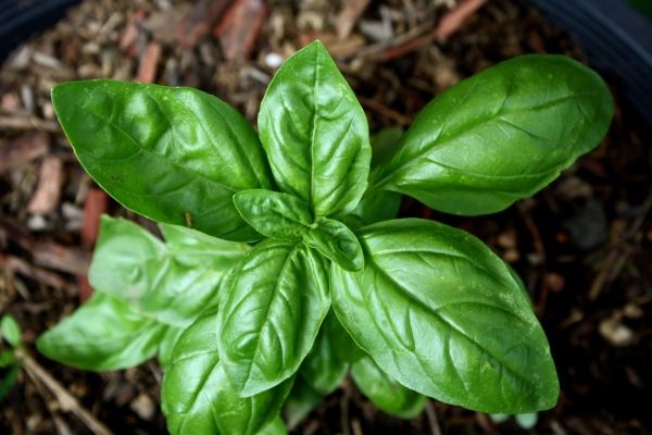 agrandeartedeserfeliz.com - 5 plantas que vão causar uma explosão de energia positiva em sua casa