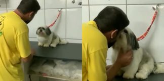 Cãozinho shih-tzu ‘exigente’ só aceita ser atendido por seu tosador preferido [VIDEO]