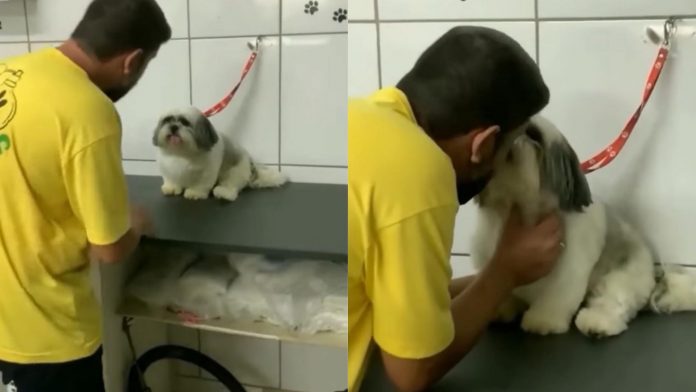 Cãozinho shih-tzu ‘exigente’ só aceita ser atendido por seu tosador preferido [VIDEO]