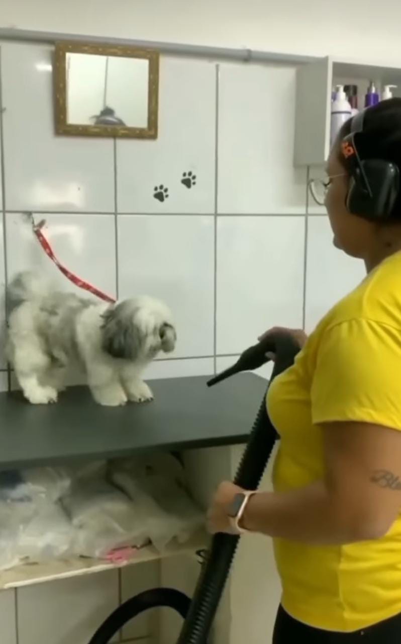 agrandeartedeserfeliz.com - Cãozinho shih-tzu 'exigente' só aceita ser atendido por seu tosador preferido [VIDEO]
