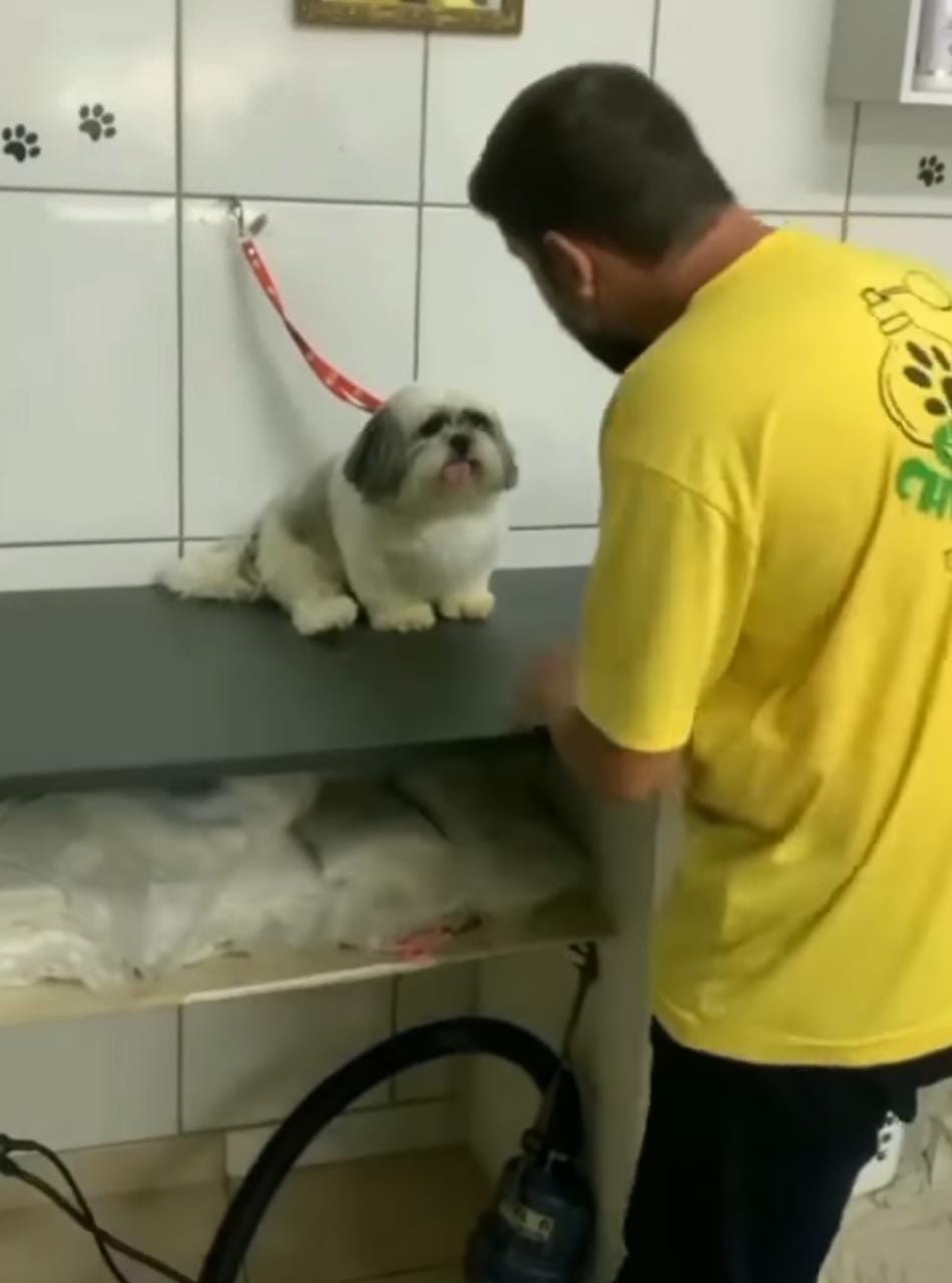 agrandeartedeserfeliz.com - Cãozinho shih-tzu 'exigente' só aceita ser atendido por seu tosador preferido [VIDEO]