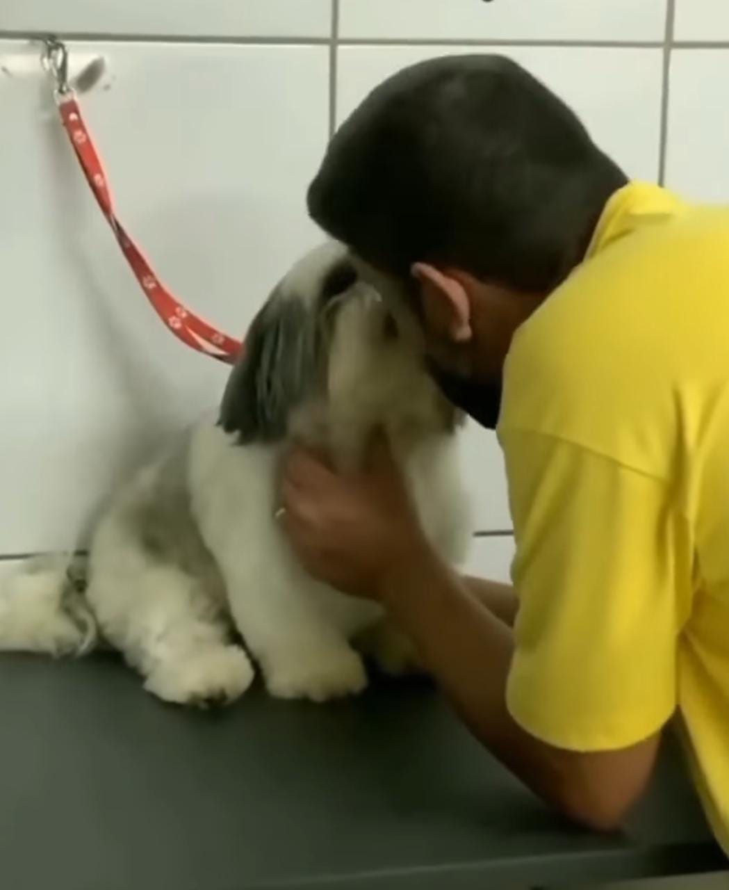 agrandeartedeserfeliz.com - Cãozinho shih-tzu 'exigente' só aceita ser atendido por seu tosador preferido [VIDEO]