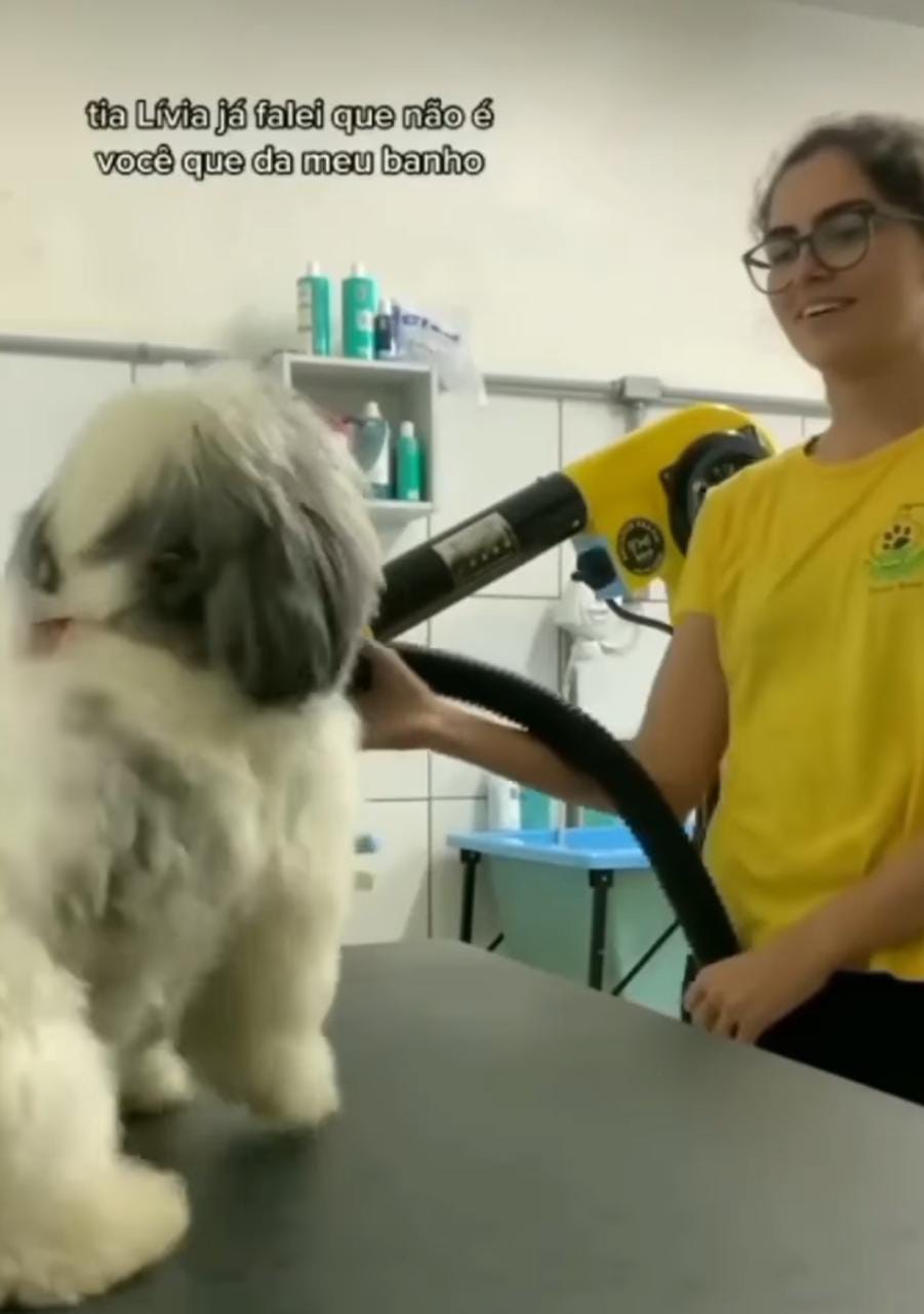 agrandeartedeserfeliz.com - Cãozinho shih-tzu 'exigente' só aceita ser atendido por seu tosador preferido [VIDEO]