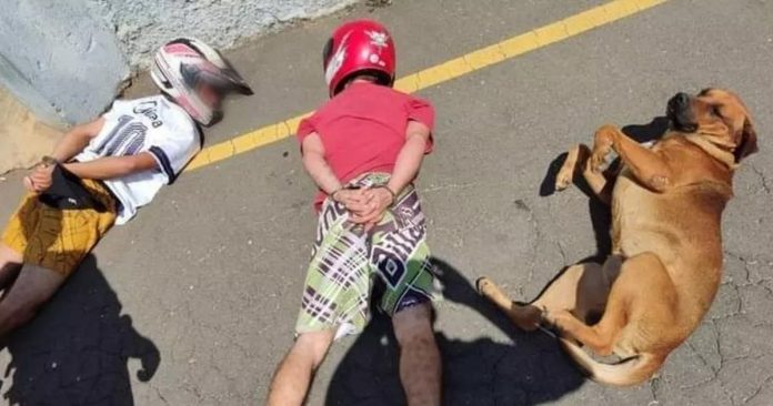 Cão deita ao lado de suspeitos durante abordagem policial no Paraná, e foto viraliza