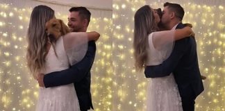 Cãozinho dança valsa de casamento com tutores e viraliza nas redes sociais [VIDEO]