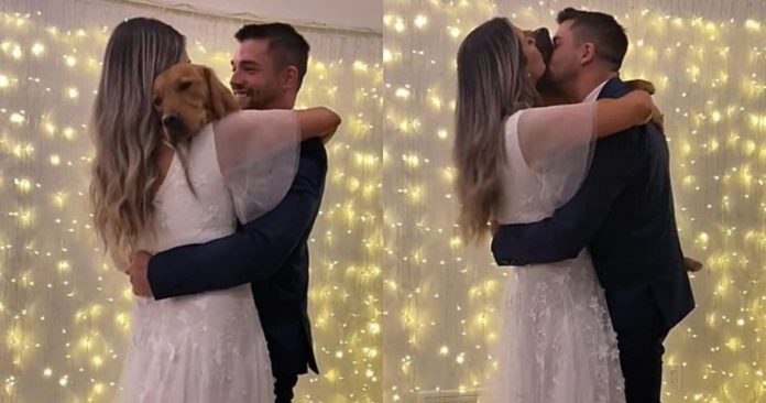 Cãozinho dança valsa de casamento com tutores e viraliza nas redes sociais [VIDEO]