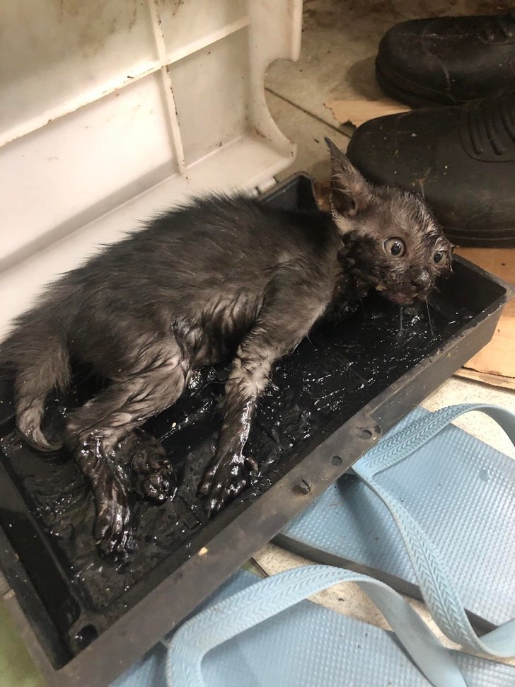 agrandeartedeserfeliz.com - Voluntários salvam gatinho que ficou preso em ratoeira de piche por 7 horas