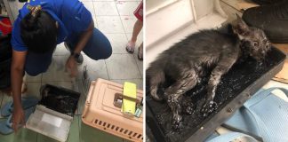 Voluntários salvam gatinho que ficou preso em ratoeira de piche por 7 horas