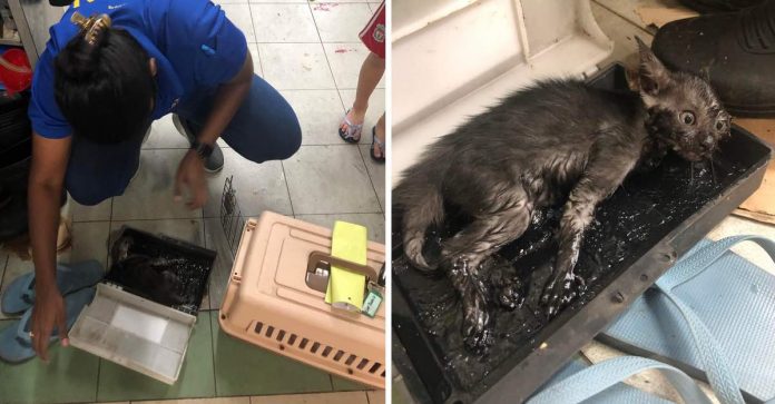 Voluntários salvam gatinho que ficou preso em ratoeira de piche por 7 horas