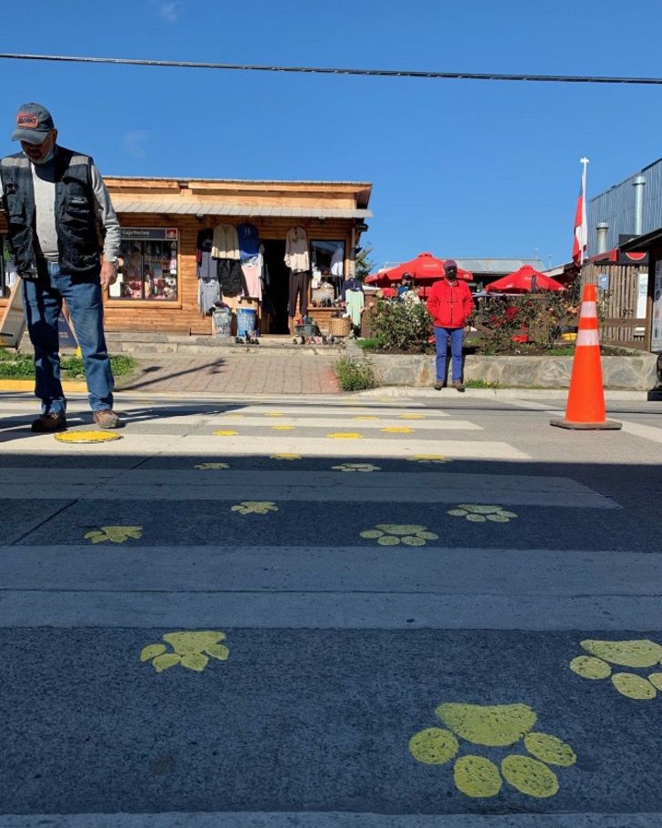 agrandeartedeserfeliz.com - Cidade chilena pinta faixas de pedestres com pegadas de cachorro para conscientizar motoristas