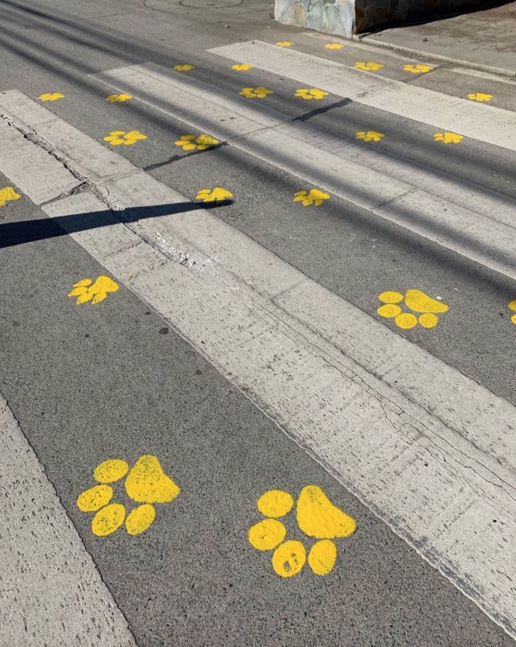 agrandeartedeserfeliz.com - Cidade chilena pinta faixas de pedestres com pegadas de cachorro para conscientizar motoristas
